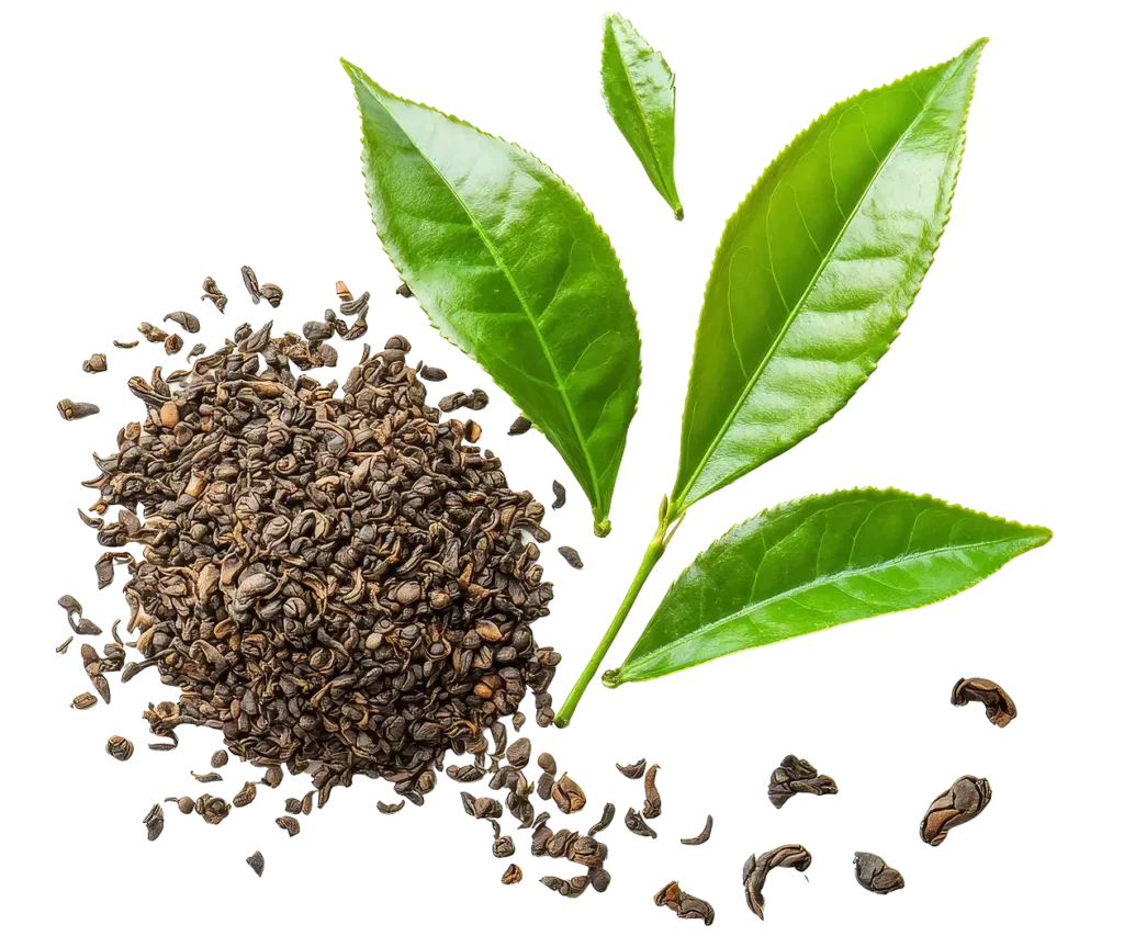 Garść liści zielonej suszonej herbaty, obok gałązka z liśćmi herbaty, na białym tle.