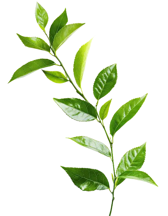 Gałązka świeżych liści herbaty w kolorze zielonym na białym tle.